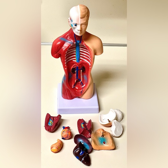 11” Biological Anatomy & Physiology Miniature Human Torso Removable Organ Model - Picture 12 of 16